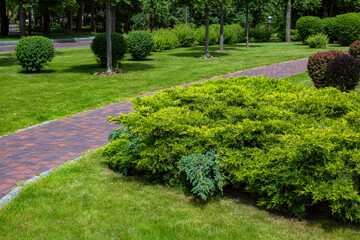 Wall Mural - a beautiful park with walking paths for walking among green plantings of trees and bushes of deciduous and evergreen thuja on a sunny day picturesque weather, nobody.