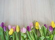 © Tina - yellow, pink and purple tulips on light brown wooden ground with space for text
