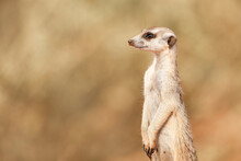 Meerkat In The Kalahari Desert, Namibia.