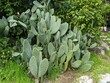 Opuntia ficus Indica or prickly pear cactus, Green flat rounded large and prickly leaves.