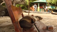 Sea Lion Sleeping On A Bench