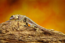 Common Garden Lizard Molting On The Tree In Summer Season. Lizard Shedding Skin. Selective Focus With Copy Space