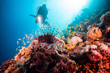 Fototapeta Do akwarium - Scuba Diver over Coral Reef with Lion Fish