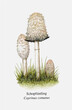 Assorted Mushroom Drawing Aesthetic, Mold Spore Vector Outline, Fungus Sketch  in flat style