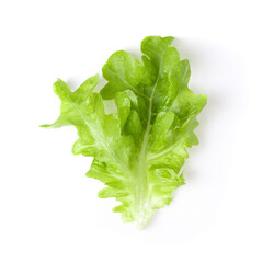 Fresh green lettuce salad leaves isolated on white background