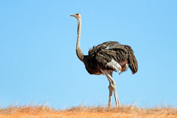 Wall Mural - an ostrich (struthio camelus) on a dune against a blue sky, kalahari desert, south africa.
