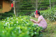 asian child wearing chinese dress or kid girl sitting looking tea leaves in green tea farm or plantation garden trees with red yi peng lantern on holiday travel at ban rak thai mae hong son thailand