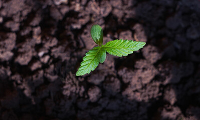  Young seedlings