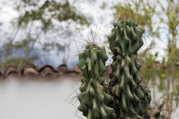 Cactus and a wall on the back  