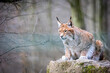 a lynx sitting on a rock in the forest