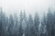 © kichigin19 - coniferous forest covered with hoarfrost background, winter landscape snow trees