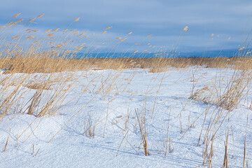 Beautiful bright, vivid and colorful winter landscape of blue sky and lake, river or pound under snow with cane thicket