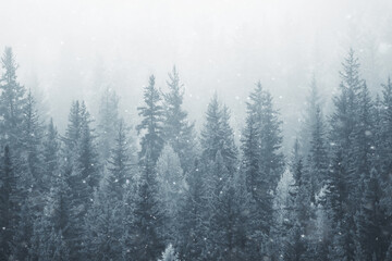 coniferous forest covered with hoarfrost background, winter landscape snow trees