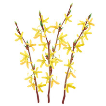 Blooming Branches Of Forsythia Suspensa With Yellow Spring Flowers, Realistic Vector Illustration.