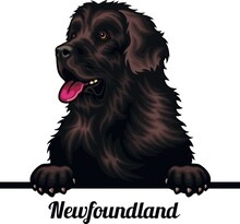 Newfoundland - Color Peeking Dogs - Breed Face Head Isolated On White