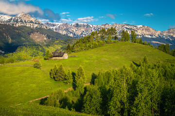 Wall Mural - Green fields and forests on the slopes and snowy mountains