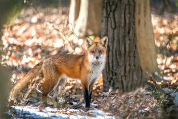 Wall Mural - Close-up of a Wild Red Fox Standing in the Sun in a Forest