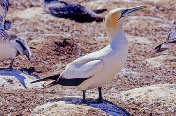 Poster - Australasian gannet