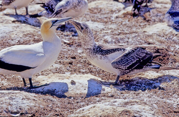 Poster - Australasian gannet