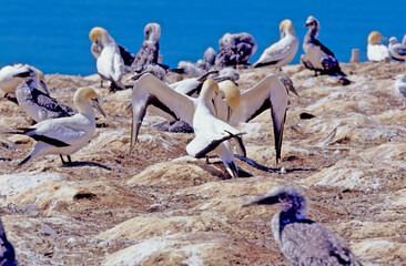 Poster - Australasian gannet