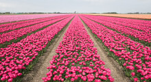 Dutch Landscape With Field Of Pink Tulips In Spring
