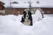 © hopsalka - Portrait of black and white border collie dog sitting on a pile of snow and looking at camera. Snowflakes falling down
