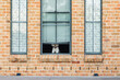 © Austockphoto - Little white fluffy dog looking out through window waiting for owner to come home