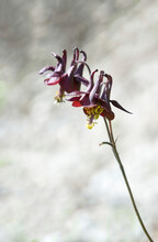 Wild Columbine - Genus Aquilegia - With Deep Purple Blossoms In Portait View