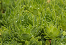 Houseleek - Genus Sempervivum - With Waterdrops In Close-up View
