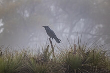 Horizontal Shot Of A Crow Sitting On A Tree Branch In A Forest With A Foggy Background