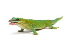 Madagascar Day Gecko (Phelsuma Madagascariensis Madagascariensis) Sticking Out His Tongue On A White Background