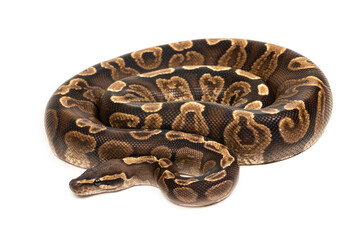 Wall Mural - Ball python (Python regius) on a white background