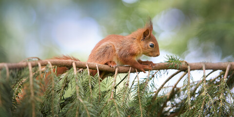 Sticker - Red brown European squirrel on branch of tree