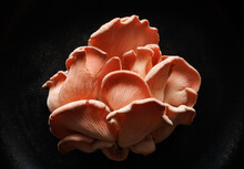 Pink Oyster Mushrooms (Pleurotus Djamor) On A Black Background, Close-up View