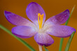 Single purple crocus on a colorfull background close up photo made  27 februari 2022