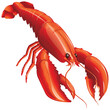 red lobster isolated on white