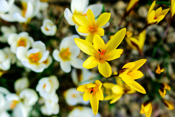 Wall Mural - blooming variegated flowers, colorful spring flowers, petal fragments on a blurred background, selective focus.