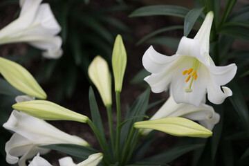 Wall Mural - Lilium longiflorum (or Easter lily) in bloom at the local conservatory