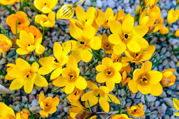 Wall Mural - blooming yellow crocuses, spring flowers, petal fragments on a blurred background, Beautiful colorful first flowers, selective focus. (Crocus vernus, spring crocus)