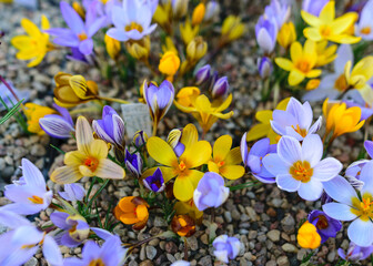 Wall Mural - blooming variegated flowers, colorful spring flowers, petal fragments on a blurred background, selective focus.