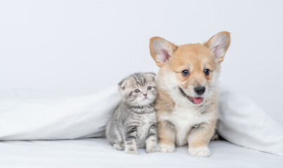 Pembroke welsh corgi puppy and baby kitten lying together under warm white blanket on a bed at home. Empty space for text