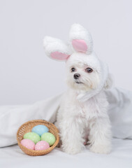 Aufkleber - Maltese puppy wearing easter rabbits ears sits with  basket of painted eggs on a bed under warm white blanket at home