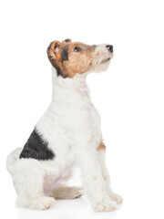 Sticker - Fox terrier puppy sitting and looking away and up on empty space. isolated on white background