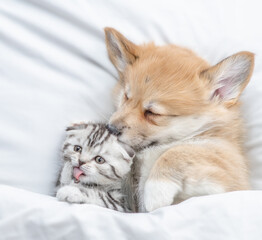 Cozy Pembroke Welsh corgi puppy sleep with tiny tabby fold kitten under white warm blanket on a bed at home. Top down view