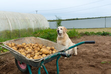 Harvesting Potatoes. Fawn Labrador Retriever Sits Behind The Cart Full Of Freshly Dug Potatoes. Russian Countryside.
