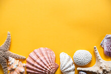 Several Shells, Starfish, Coral, On A Yellow Background, Announcing The Arrival Of Summer, Free Design With Empty Space For Advertising.
