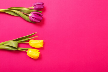 Wall Mural - tulips on color paper background