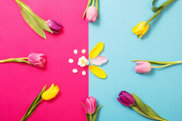 Wall Mural - tulips on pink and blue paper background