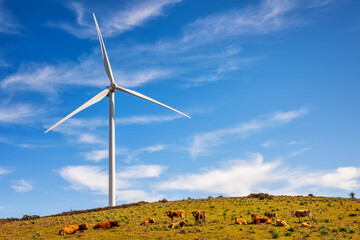 Wall Mural - grazing cows under the wind turbines on a beautiful blue sky with clouds, in a mountain wind farm in