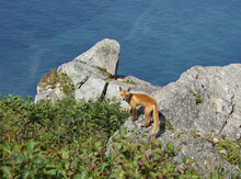 Wild Fox Looking At Camera On Shikotan Island.